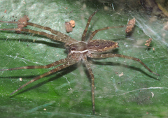 Dendrolycosa