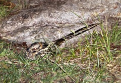 Hydropsalis torquata