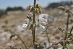 Salvia microstegia