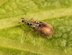 Malvapion malvae