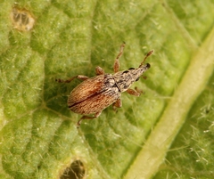 Malvapion malvae