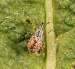 Malvapion malvae