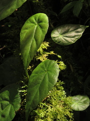 Gobenia