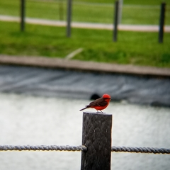 Pyrocephalus rubinus