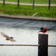 Pyrocephalus rubinus