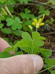 Oxalis suksdorfii