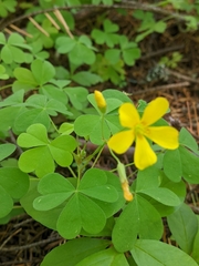 Oxalis suksdorfii