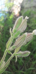 Silene latifolia