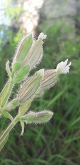 Silene latifolia