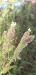 Silene latifolia
