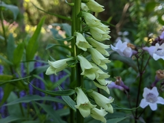 Digitalis lutea