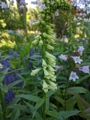 Digitalis lutea