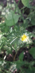 Potentilla argentea