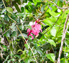 Aechmea zebrina