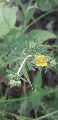 Potentilla argentea