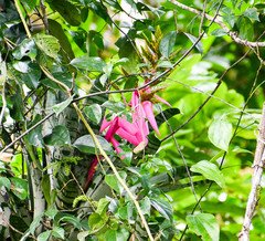 Aechmea zebrina