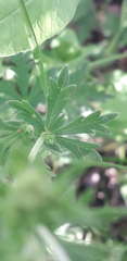 Potentilla argentea