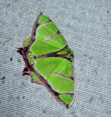 Agathia angustilimes