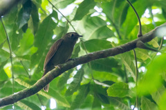 Schiffornis virescens