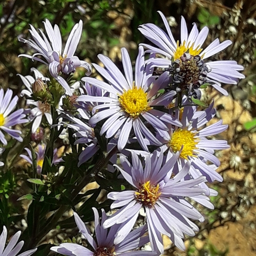 Image of Symphyotrichum carnerosanum by (c) José Gerardo Velasco, some rights reserved (CC BY-SA)