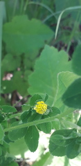 Medicago lupulina