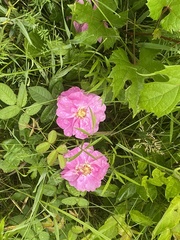 Rosa rugosa