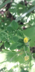 Medicago lupulina