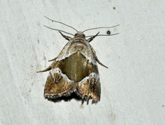 Maliattha separata
