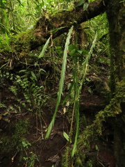 Lockhartia longifolia