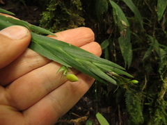 Lockhartia longifolia