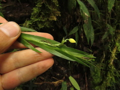 Lockhartia longifolia