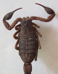 Centruroides margaritatus