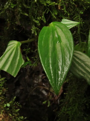 Peperomia peltoidea