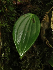 Peperomia peltoidea