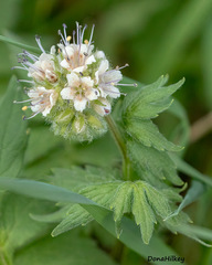 Hydrophyllum fendleri