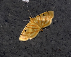 Orthospila orissusalis