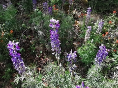 Lupinus potosinus