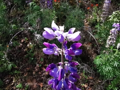 Lupinus potosinus