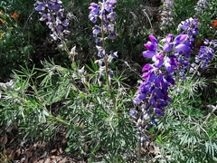 Lupinus potosinus