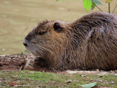 Myocastor coypus