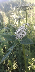 Filipendula ulmaria