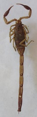 Centruroides margaritatus