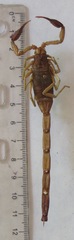 Centruroides margaritatus