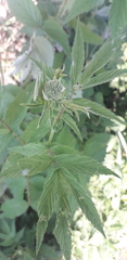 Filipendula ulmaria
