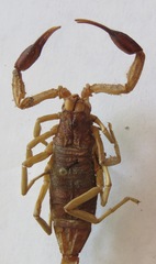 Centruroides margaritatus