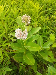 Asclepias syriaca