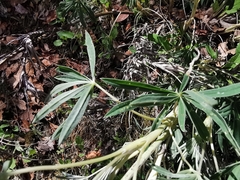 Lupinus potosinus
