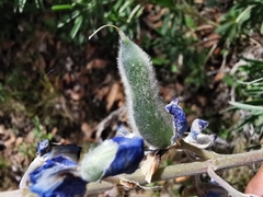 Lupinus potosinus