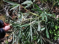 Lupinus potosinus