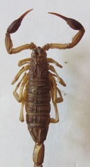 Centruroides margaritatus